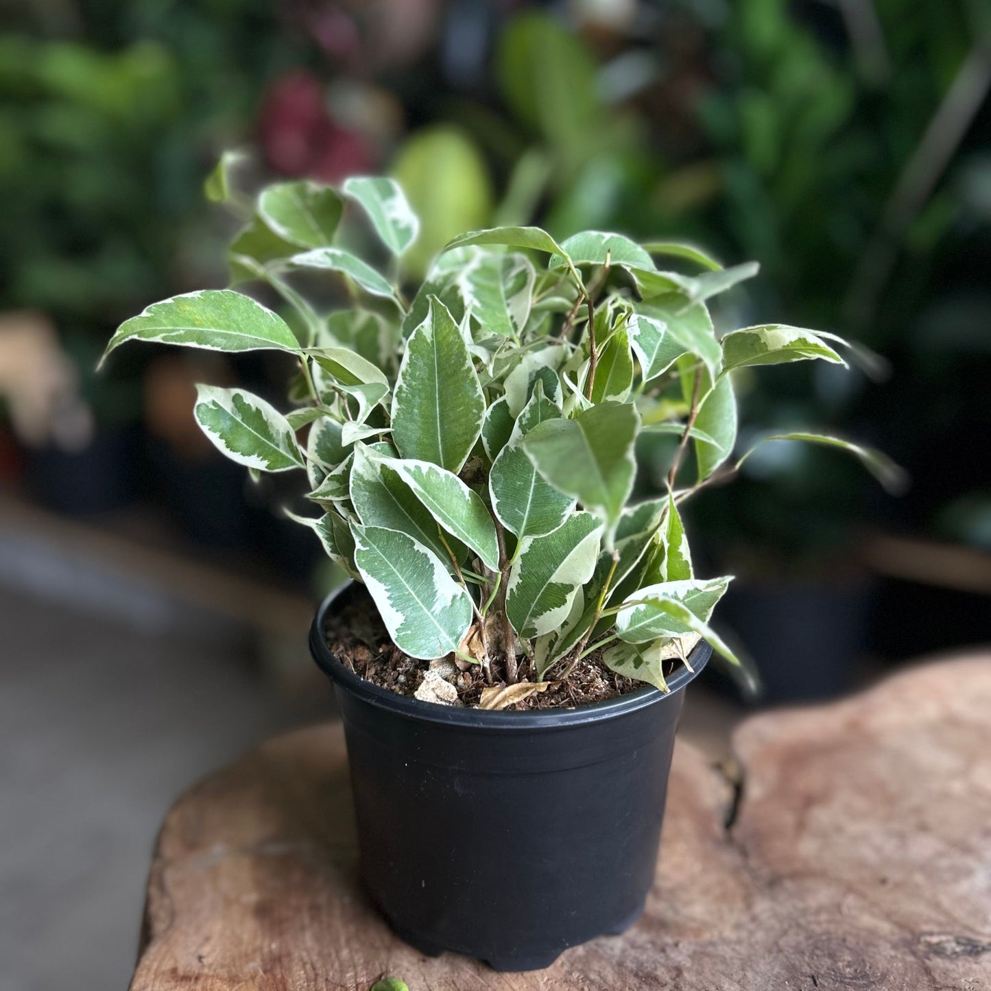Ficus Benjamin Starlite 5"