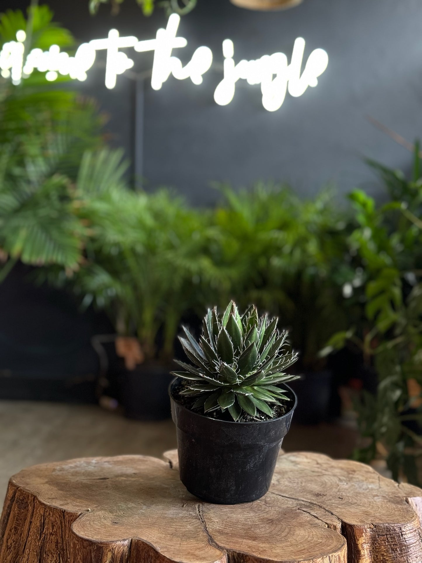 Agave Black Widow 6"