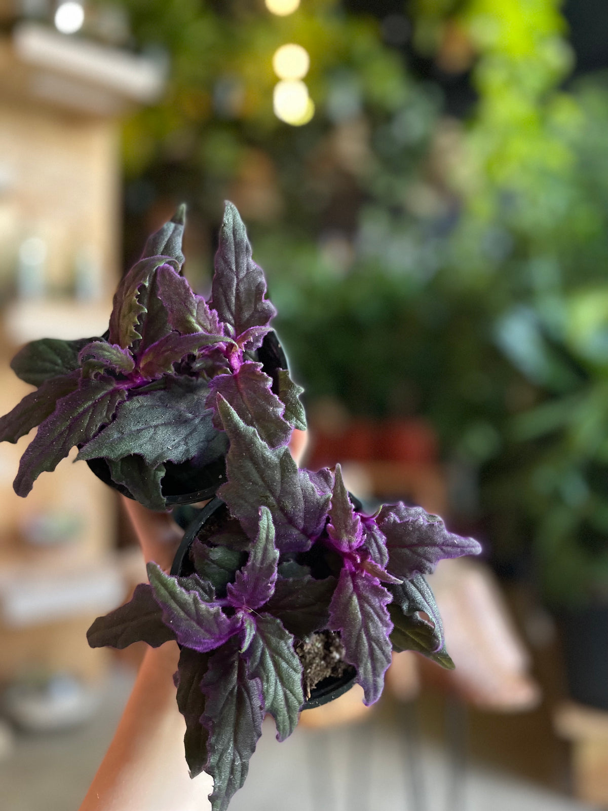 Gynura Purple Passion 4”