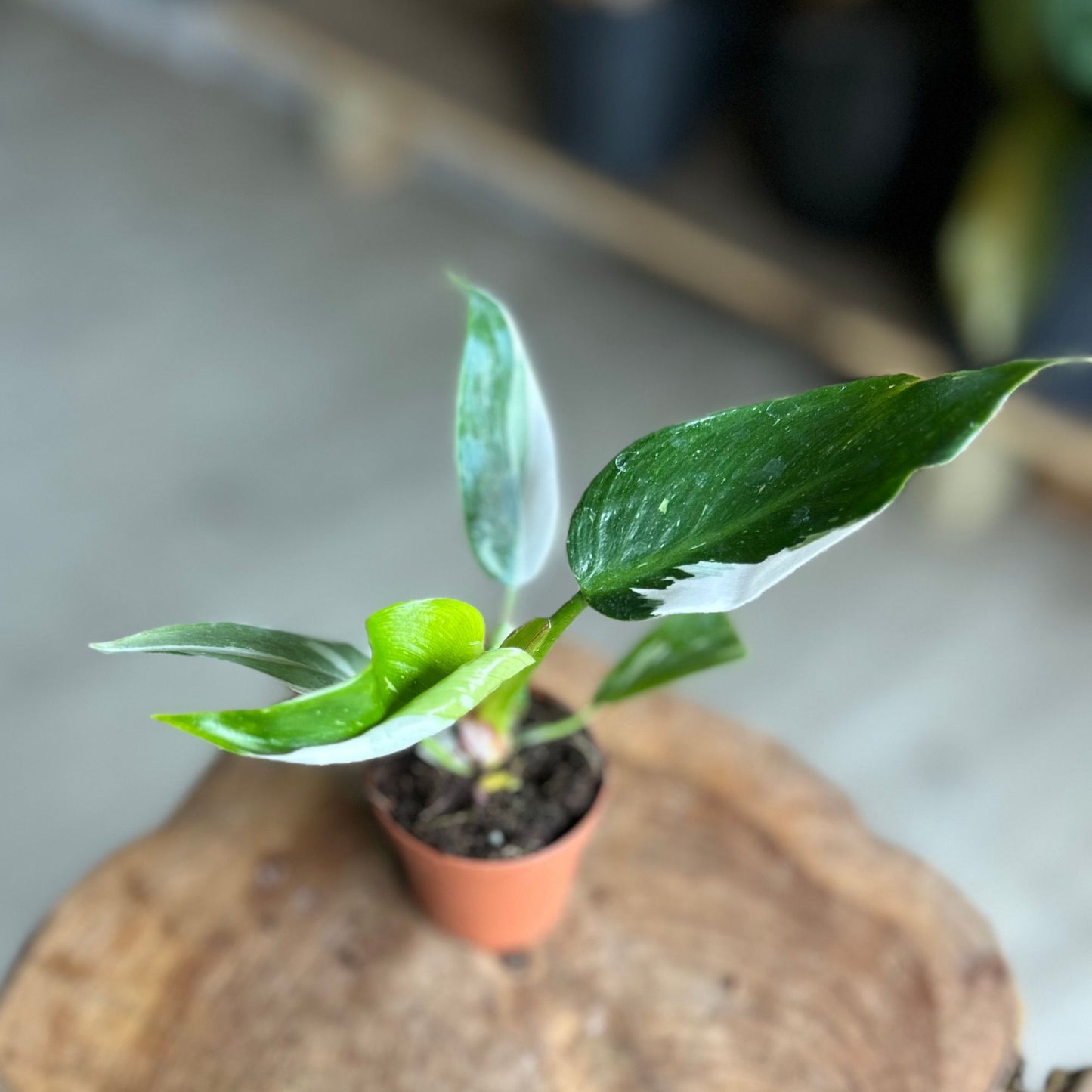 Philodendron White Princess 2”