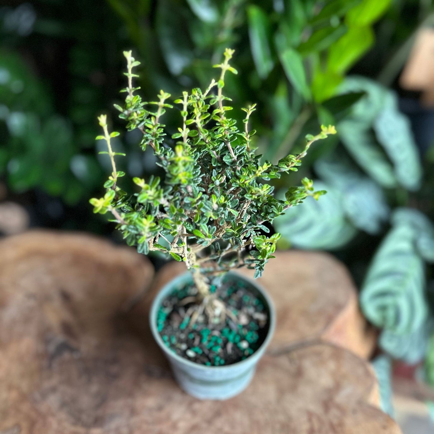 Bahama Berry Bonsai 4"
