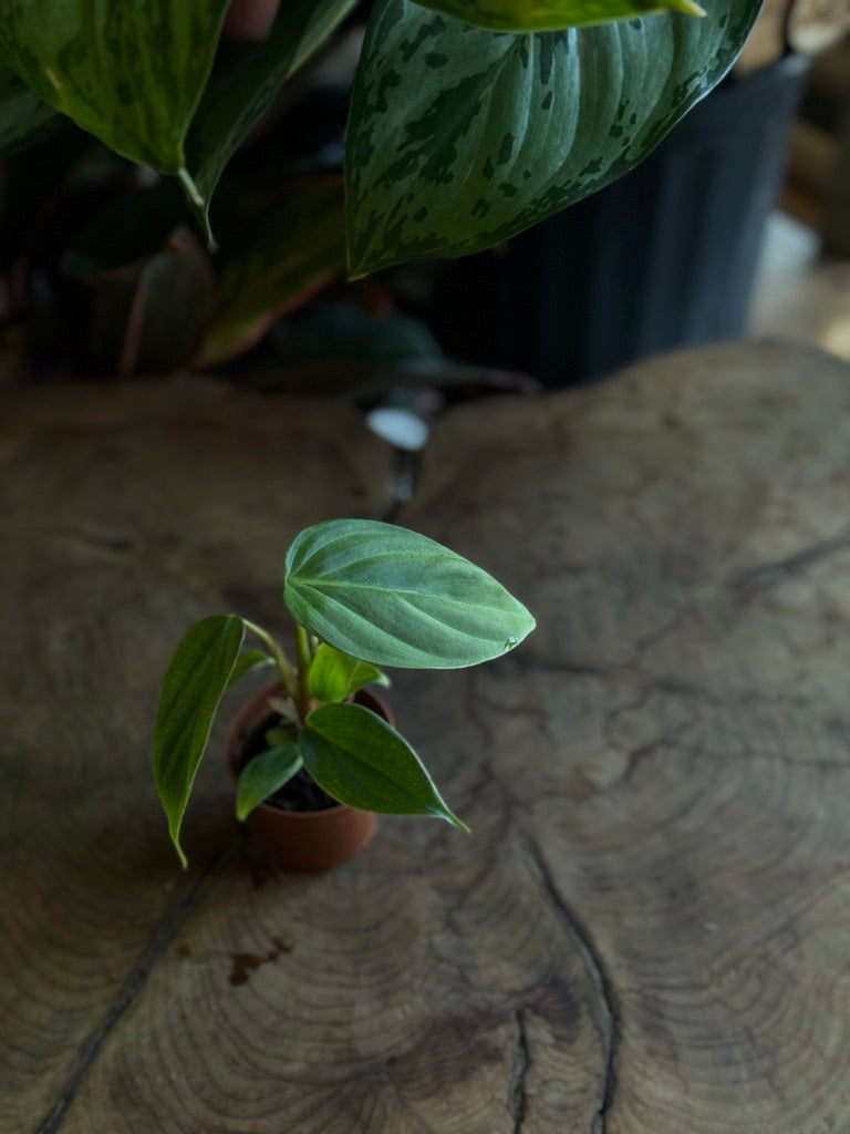 Philodendron Fuzzy Petiole 2”