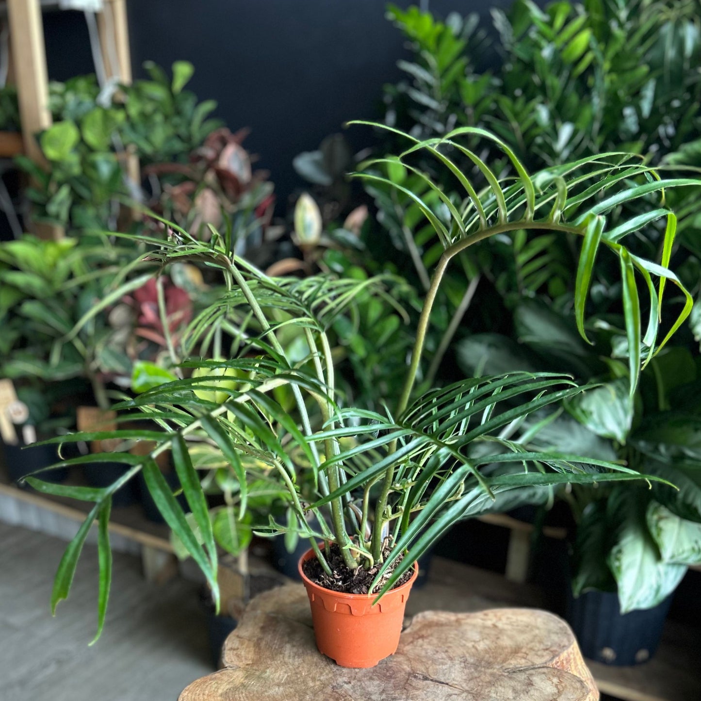 Philodendron Tortum 6"