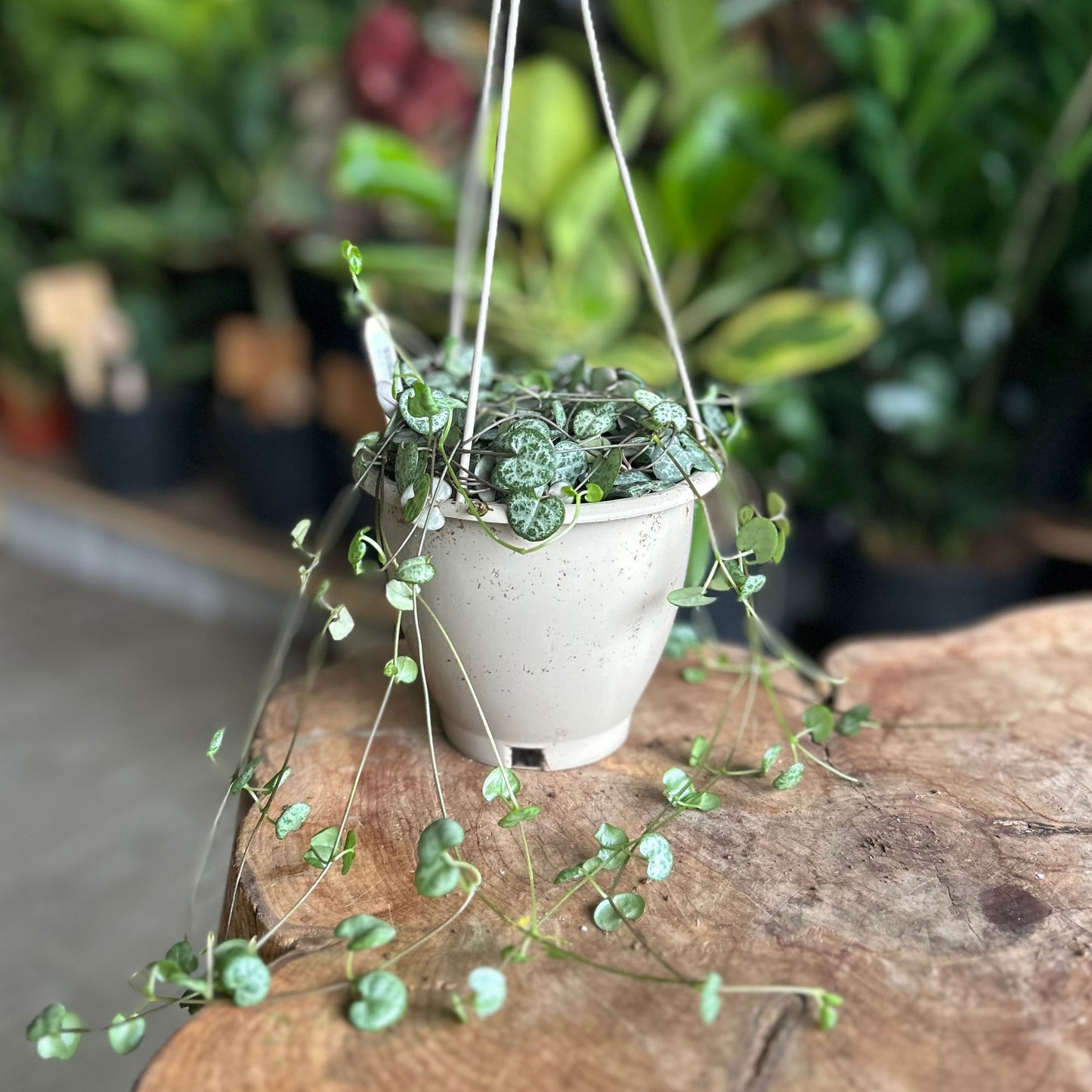 String of Hearts 4" HB
