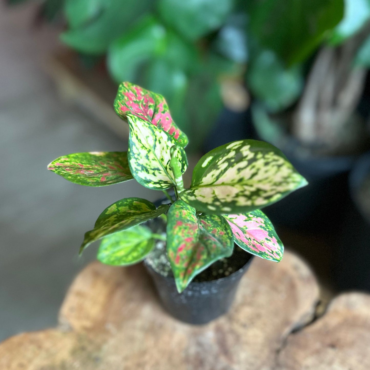 Aglaonema Ruby Ray 4"