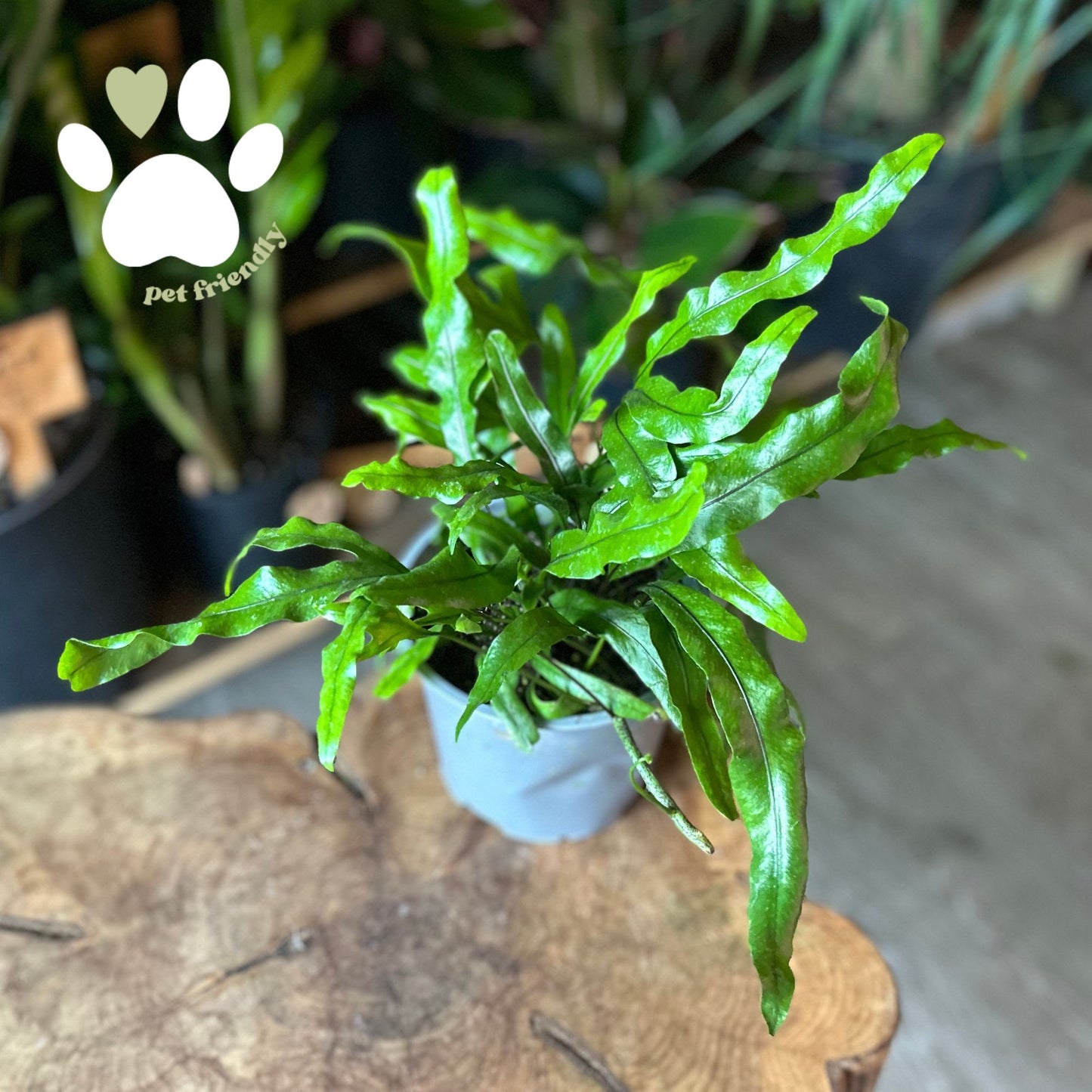 Fern Kangaroo 6"