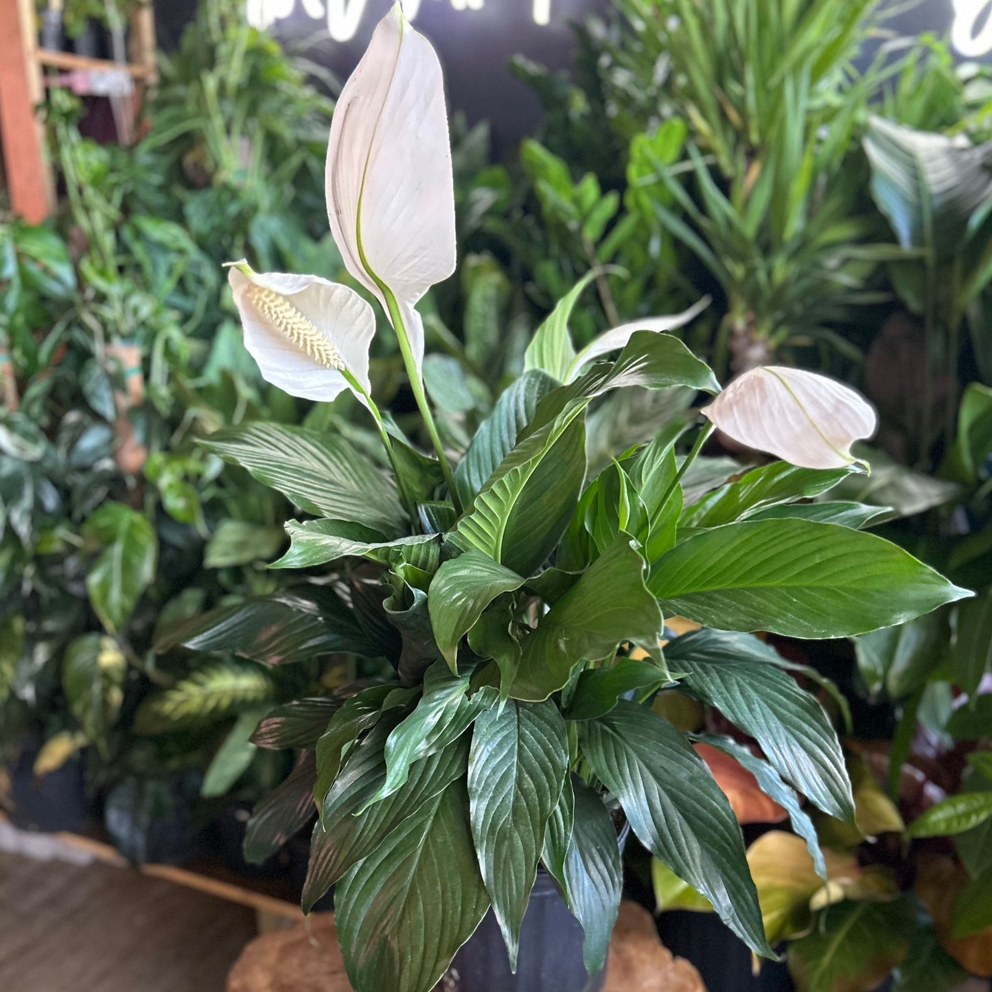 Peace Lily 8"