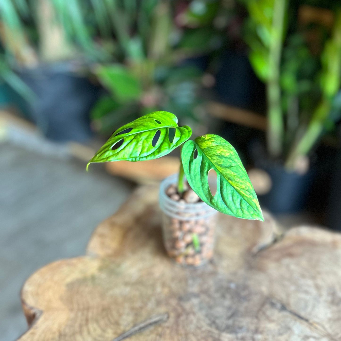 Monstera Adansonii Aurea Propagation