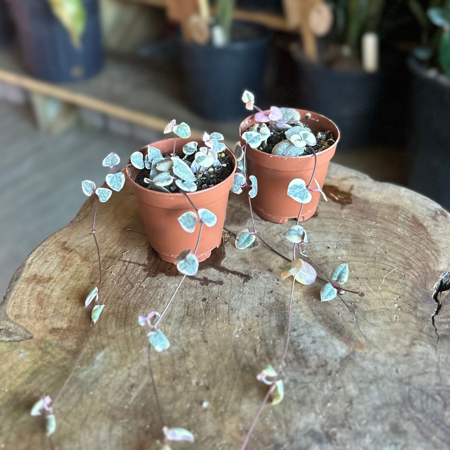 String Of Hearts Asst. 2"