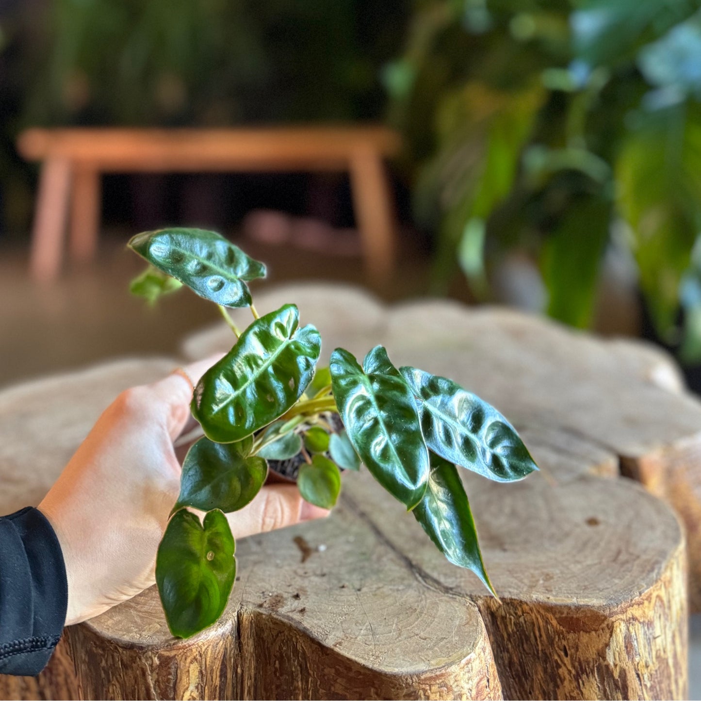 Philodendron Billieatiae Croat 2.5
