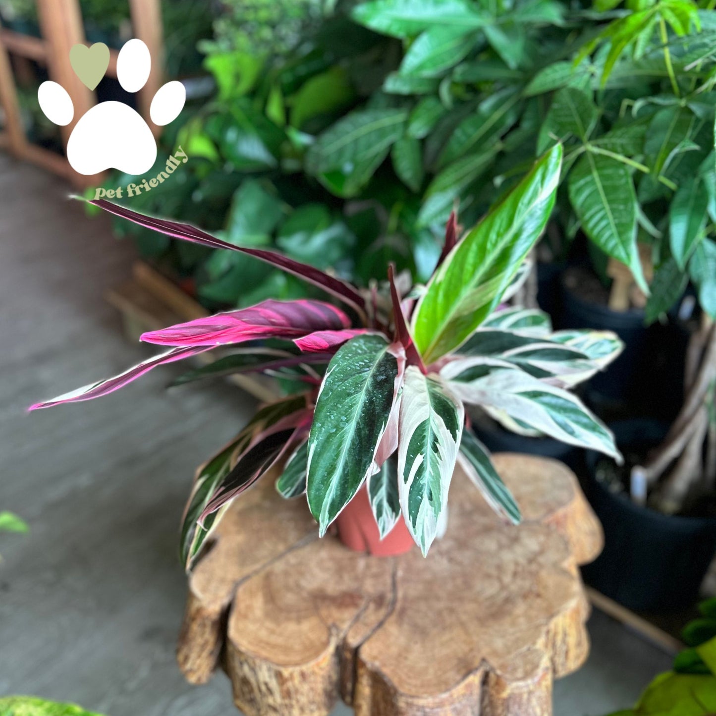 Stromanthe Triostar 8”