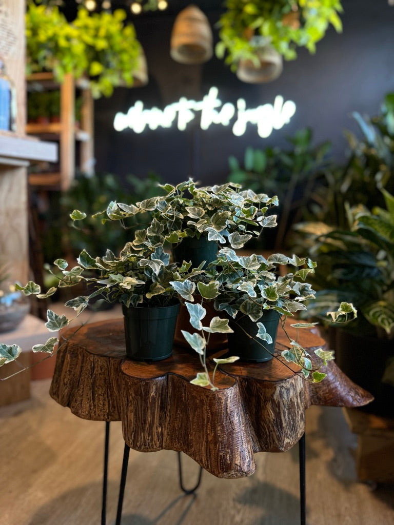 Hedera Helix Variegated White (English Ivy) 4”