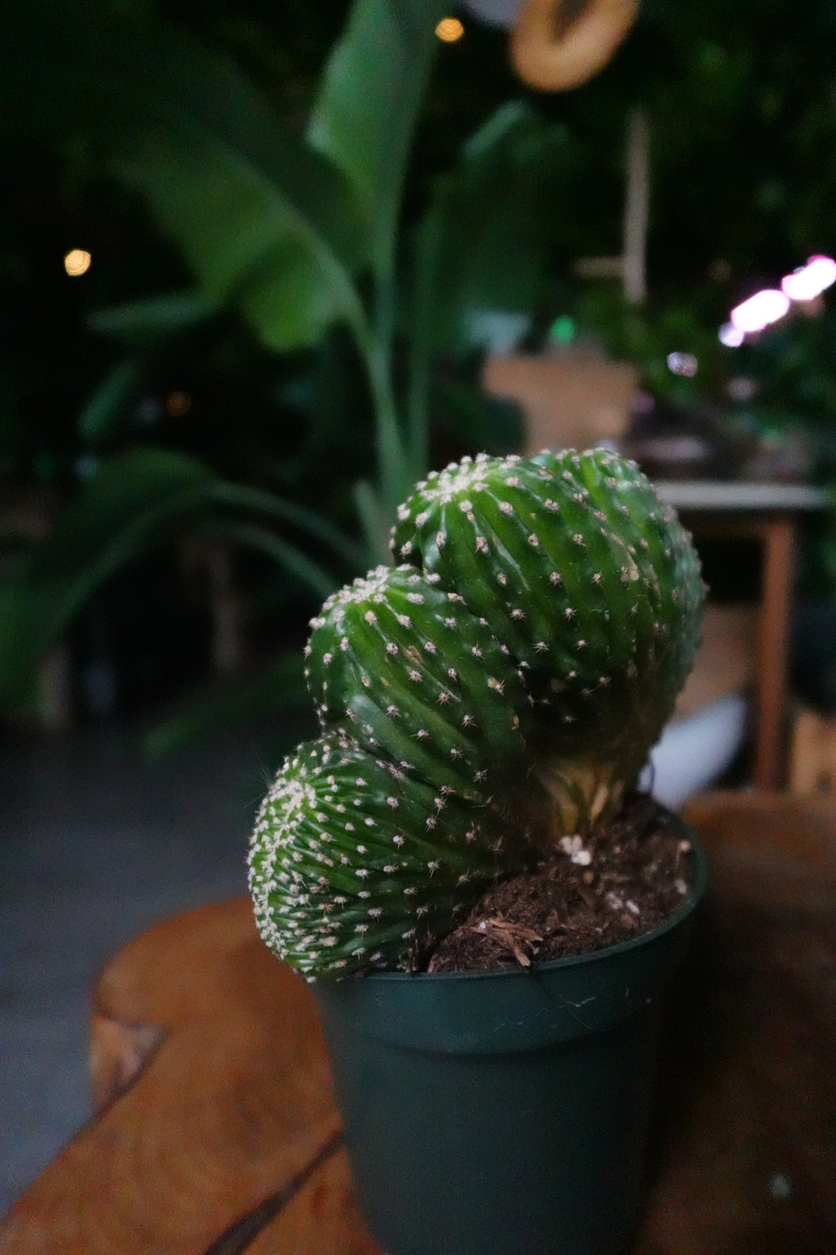 Echinopsis Arachnacantha Cristata 4"