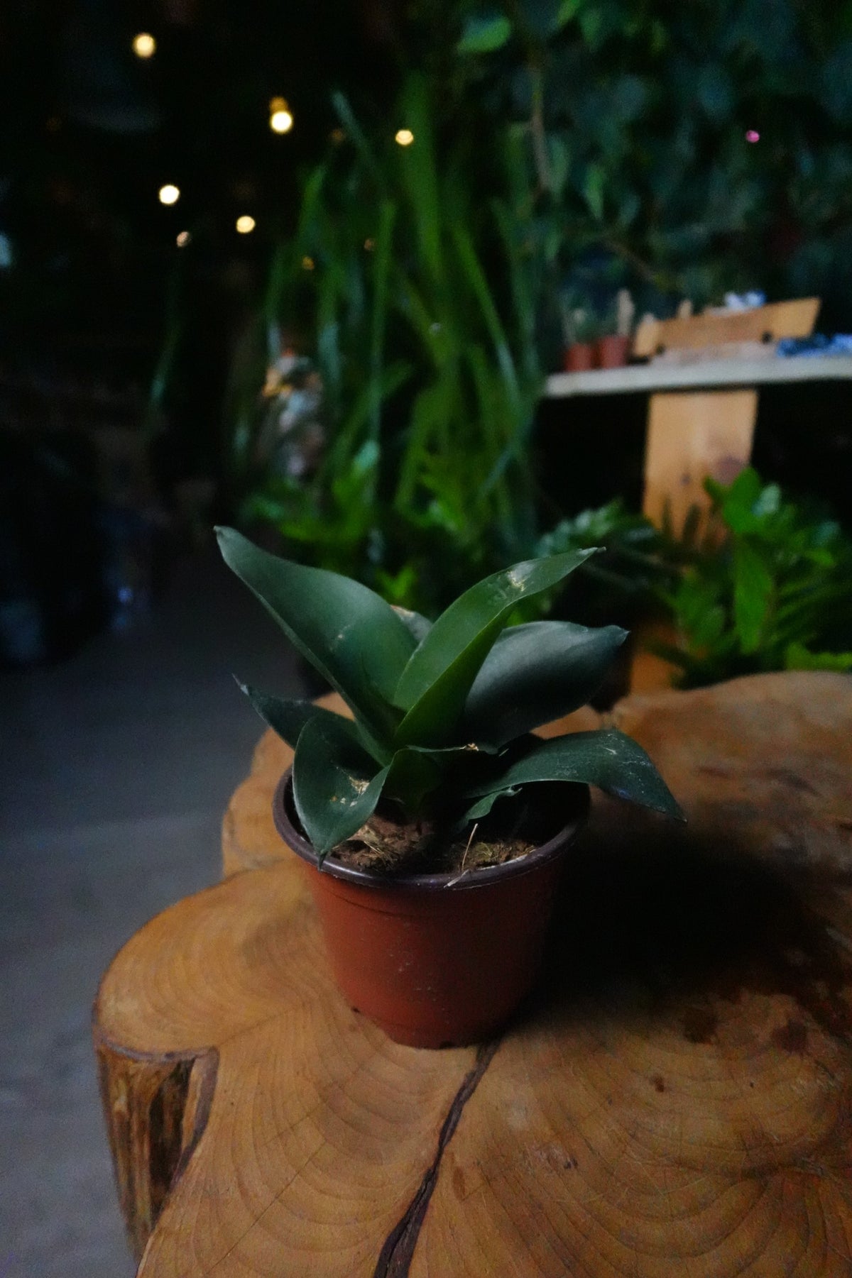 Sansevieria Black Jade 4"