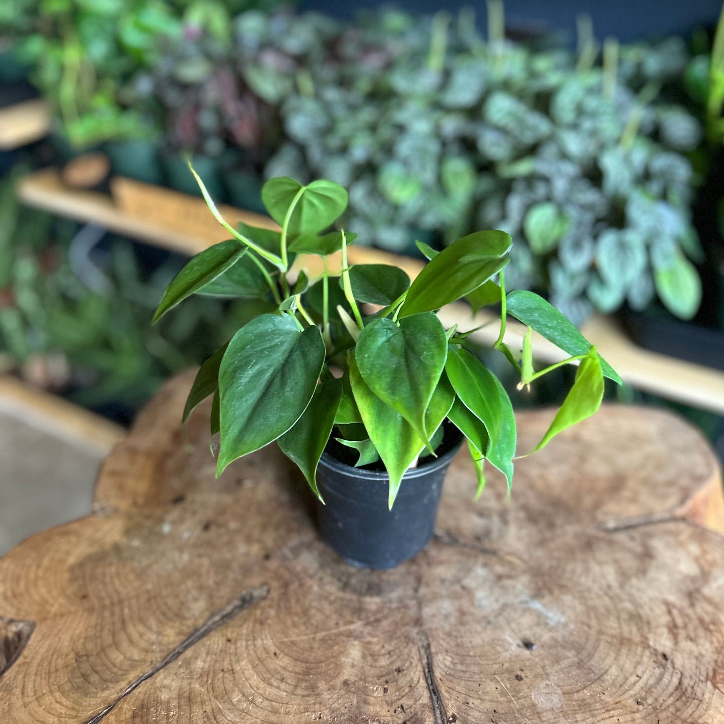 Heartleaf Philodendron 4"