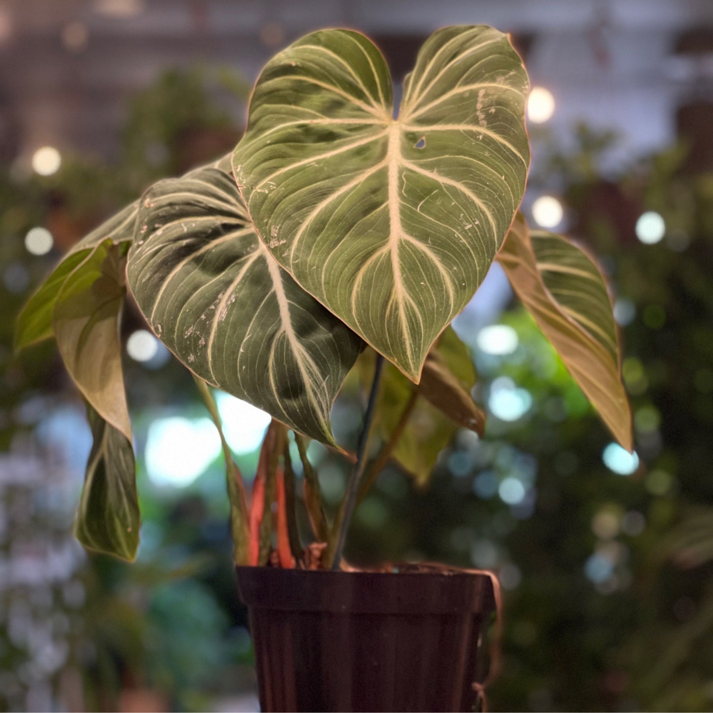 Philodendron Gloriousum 6"