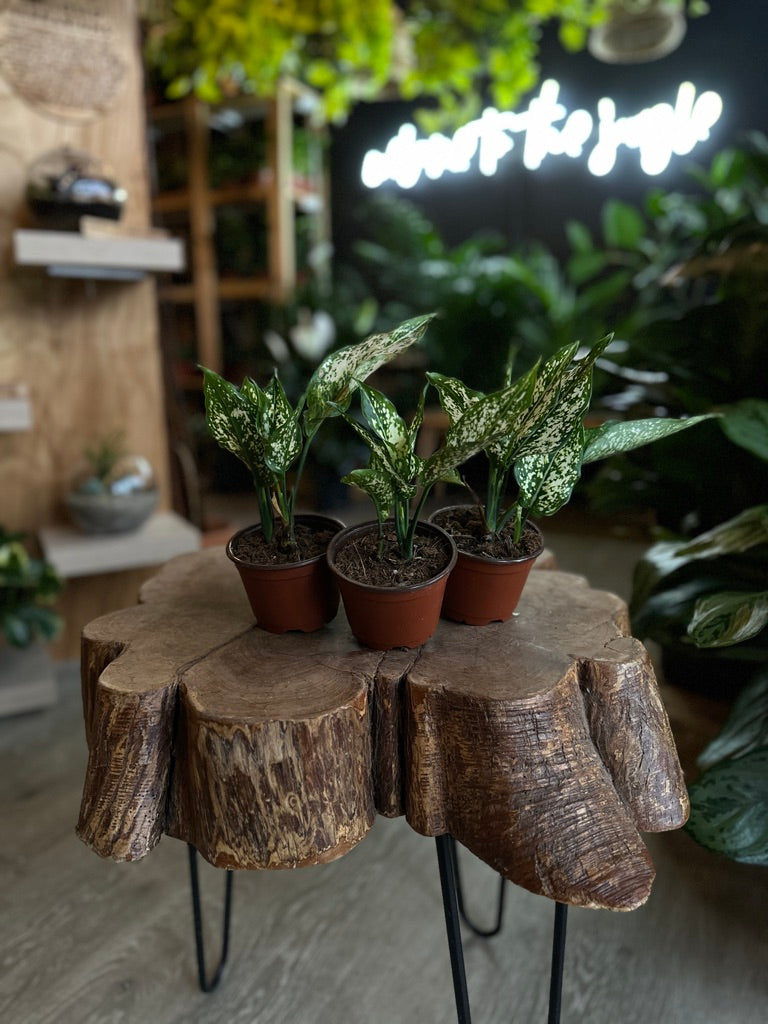 Aglaonema Snow White 4”