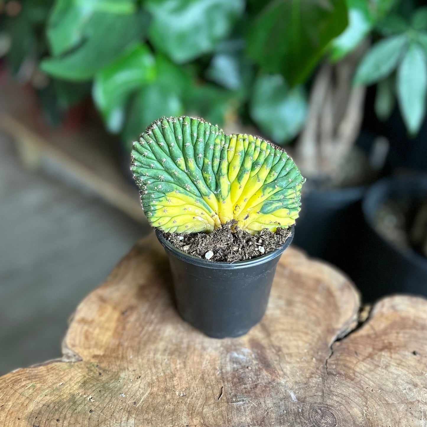 San Pedro Cactus Variegated 4"