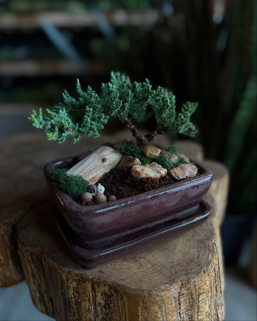 plant + sip: bonsai building friday 5/22