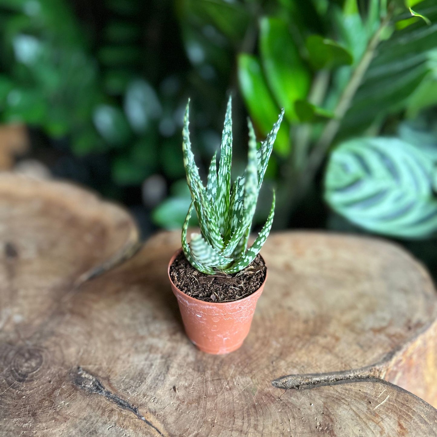 Aloe Mingo 2"