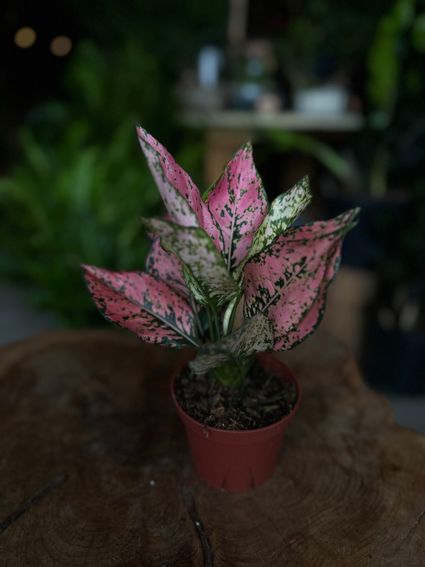 Aglaonema Triphet 4"