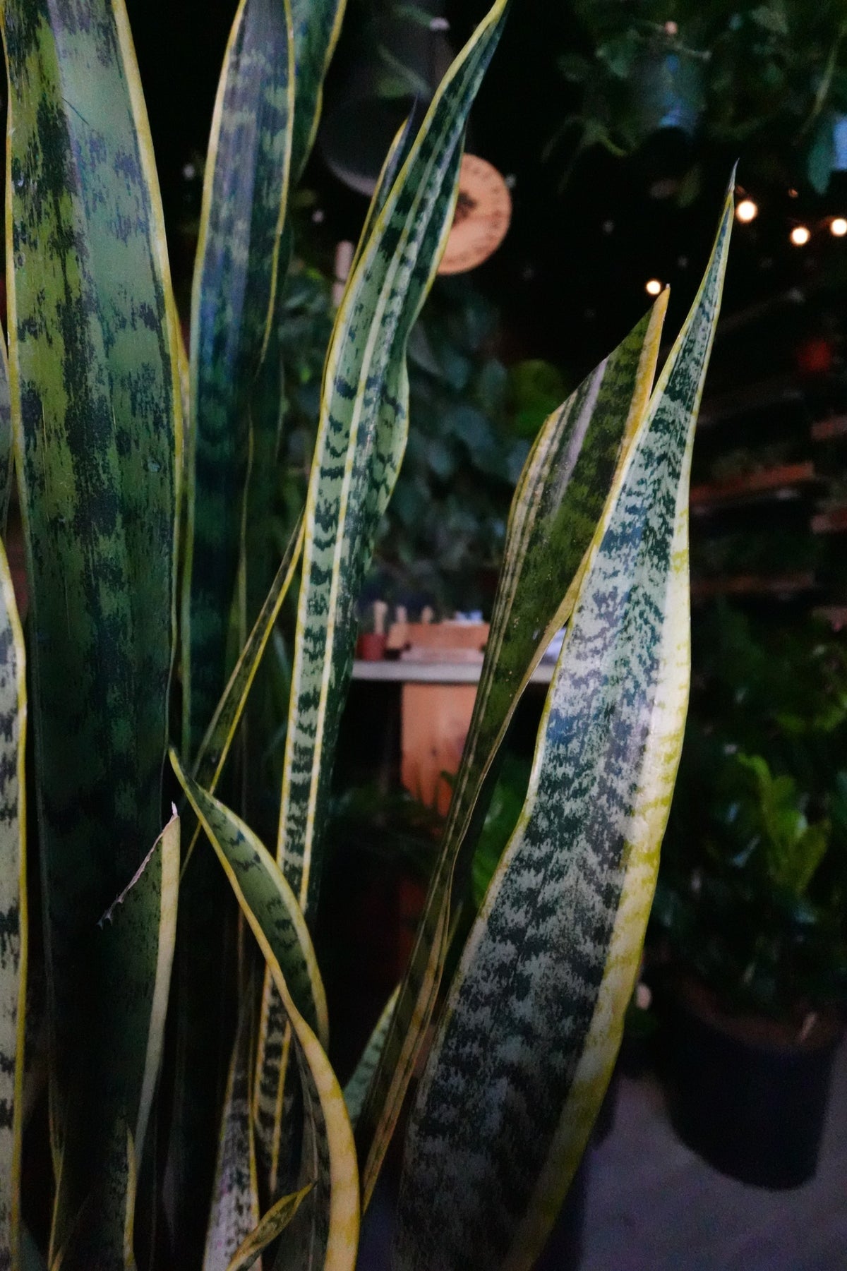 Sanseveria Laurentii (Snake Plant) 12"