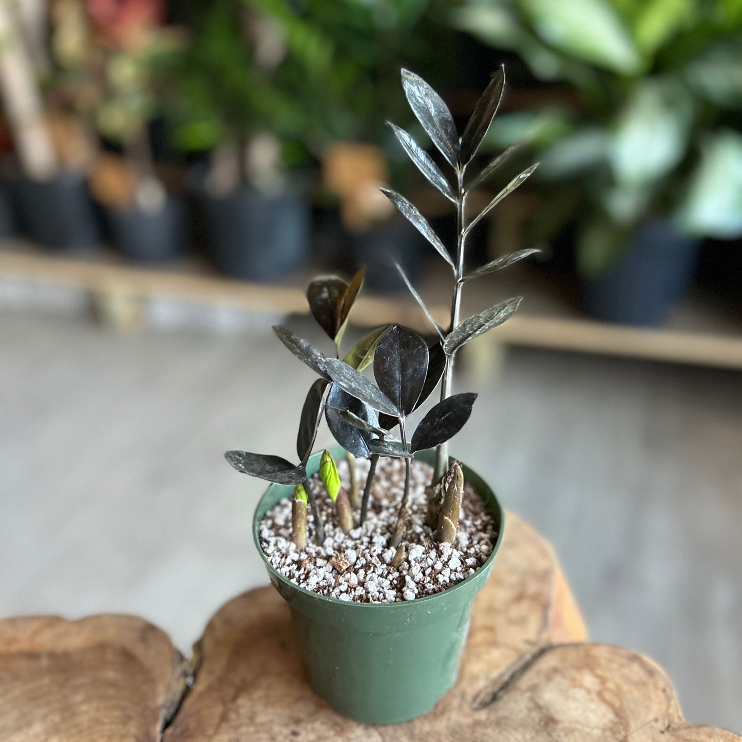 ZZ Plant Black Queen 4"