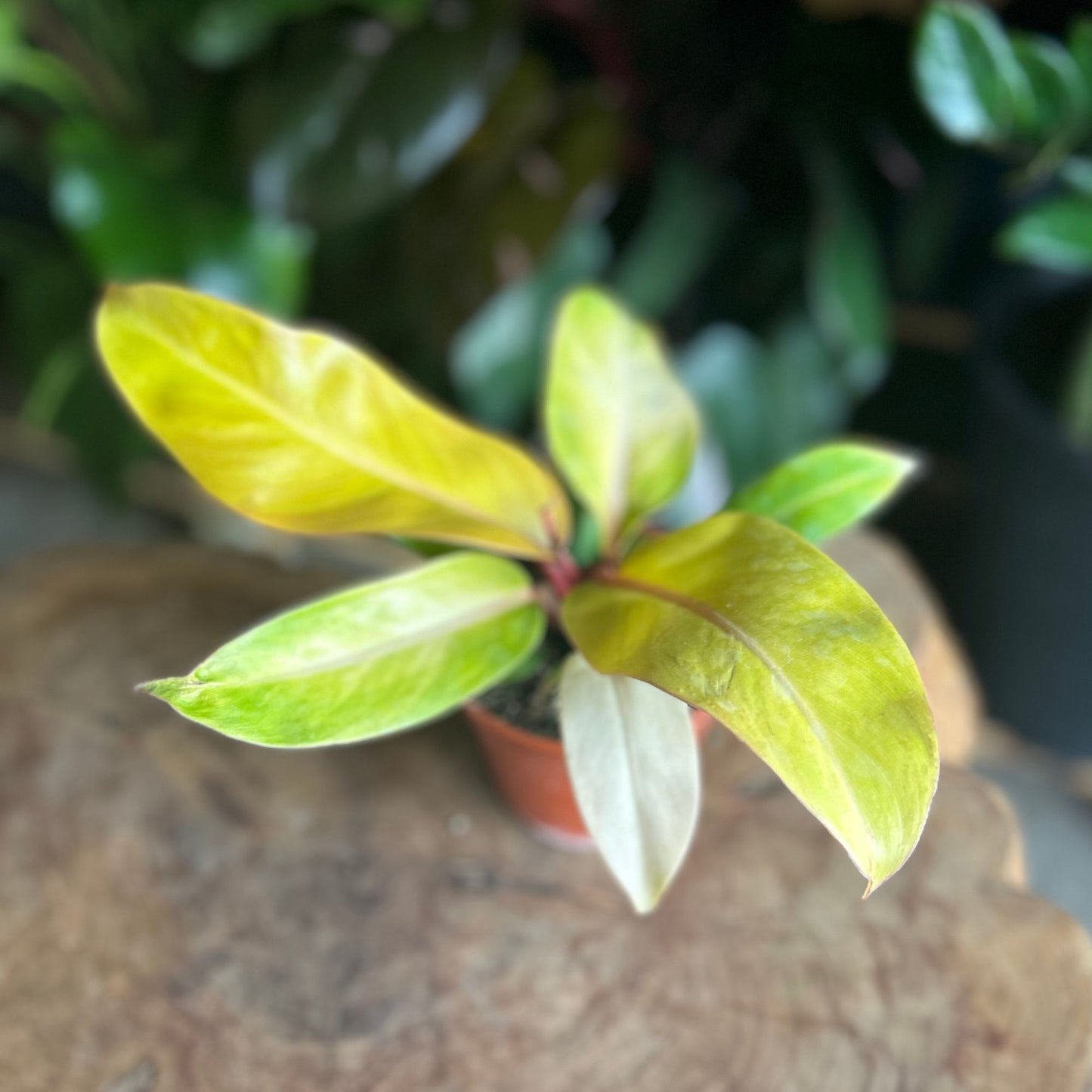 Philodendron Prince of Orange 4"