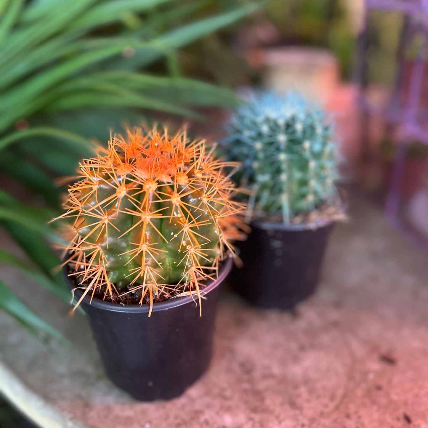Echinopsis Grunsonii 4"