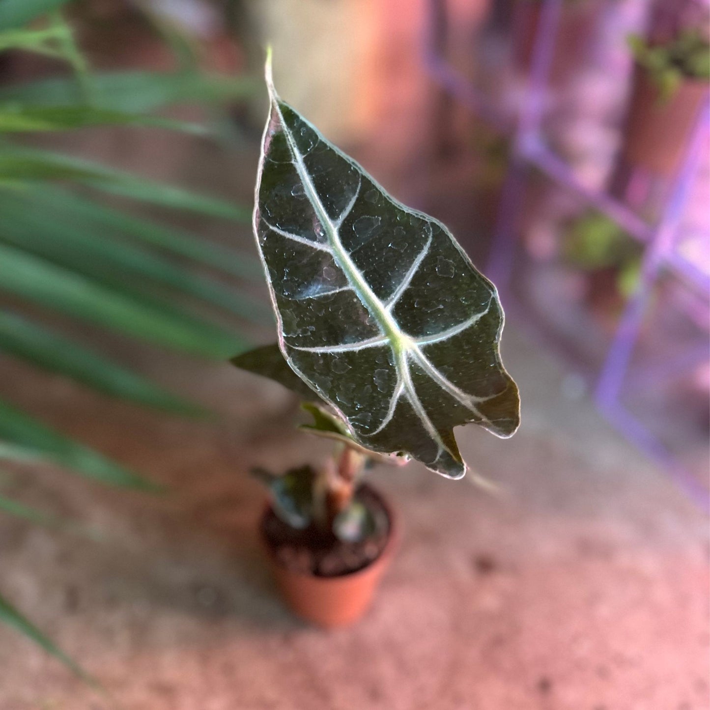 Alocasia Polly 2”