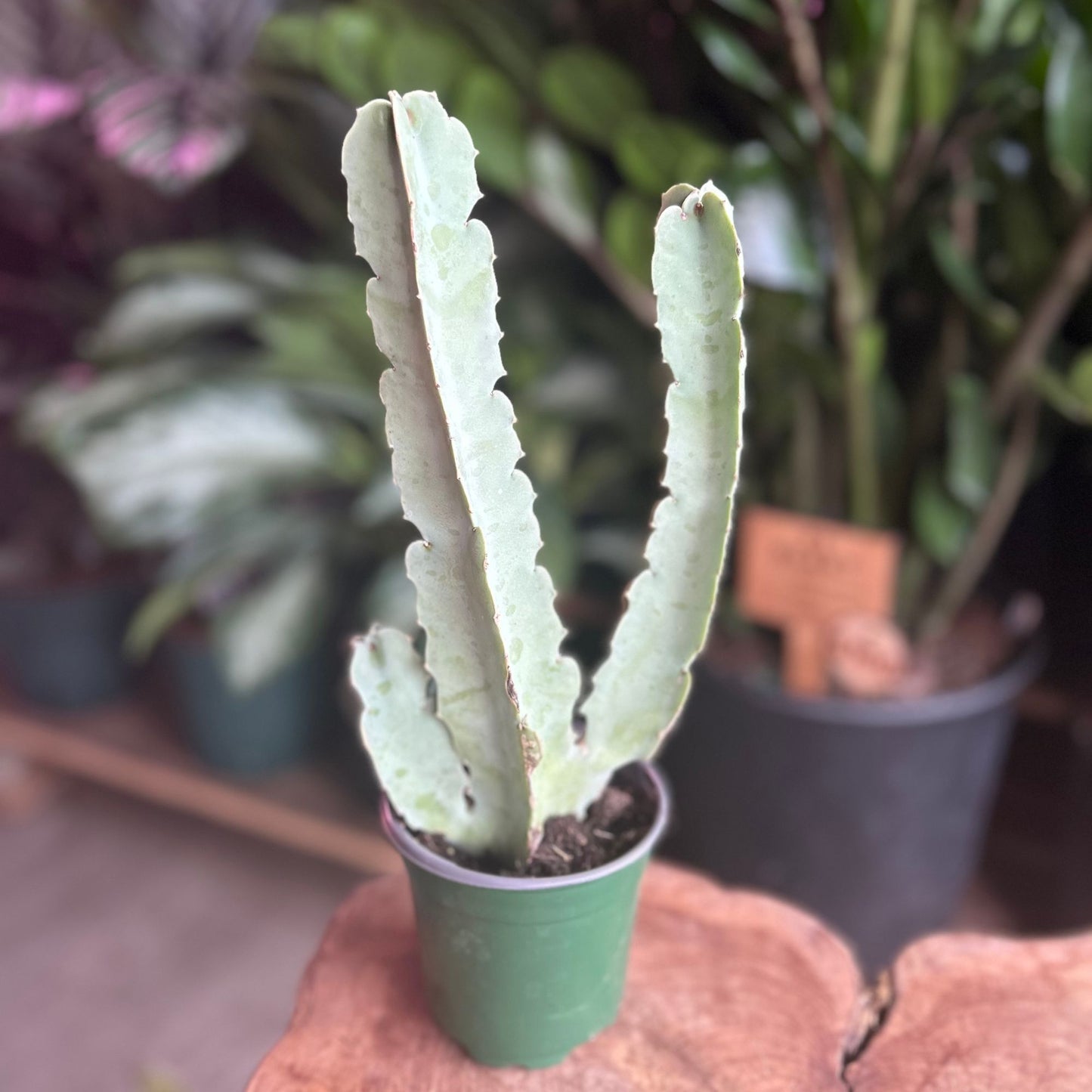 Caralluma Speciosa 4"