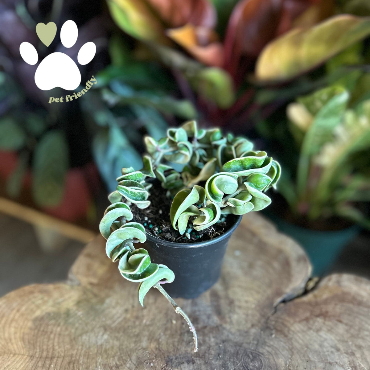 Hoya Compacta 4"