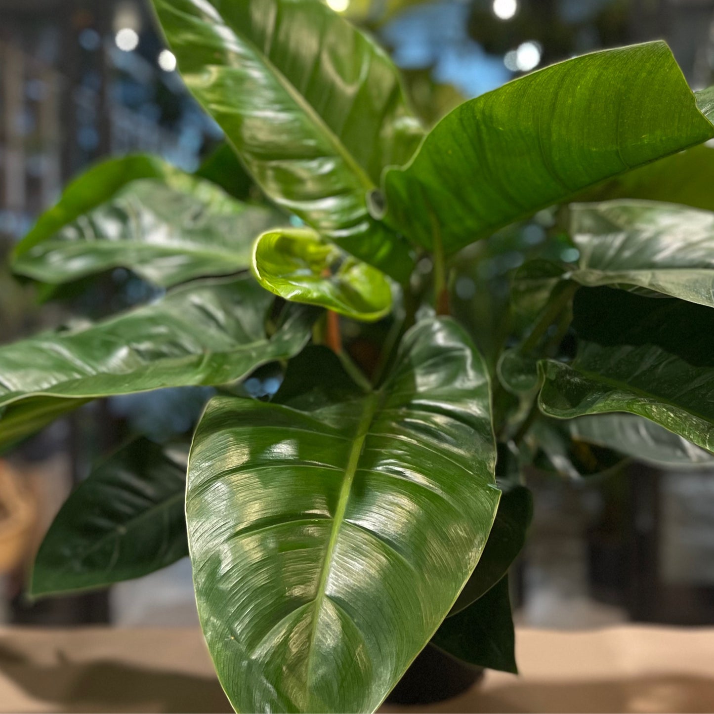 Philodendron Imperial Green 10”