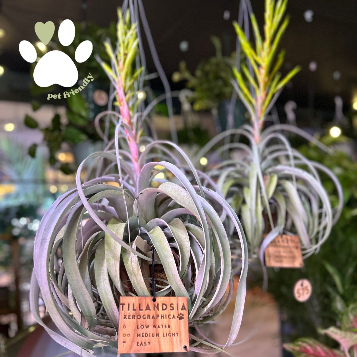 Tillandsia Xerographica Basket 7”