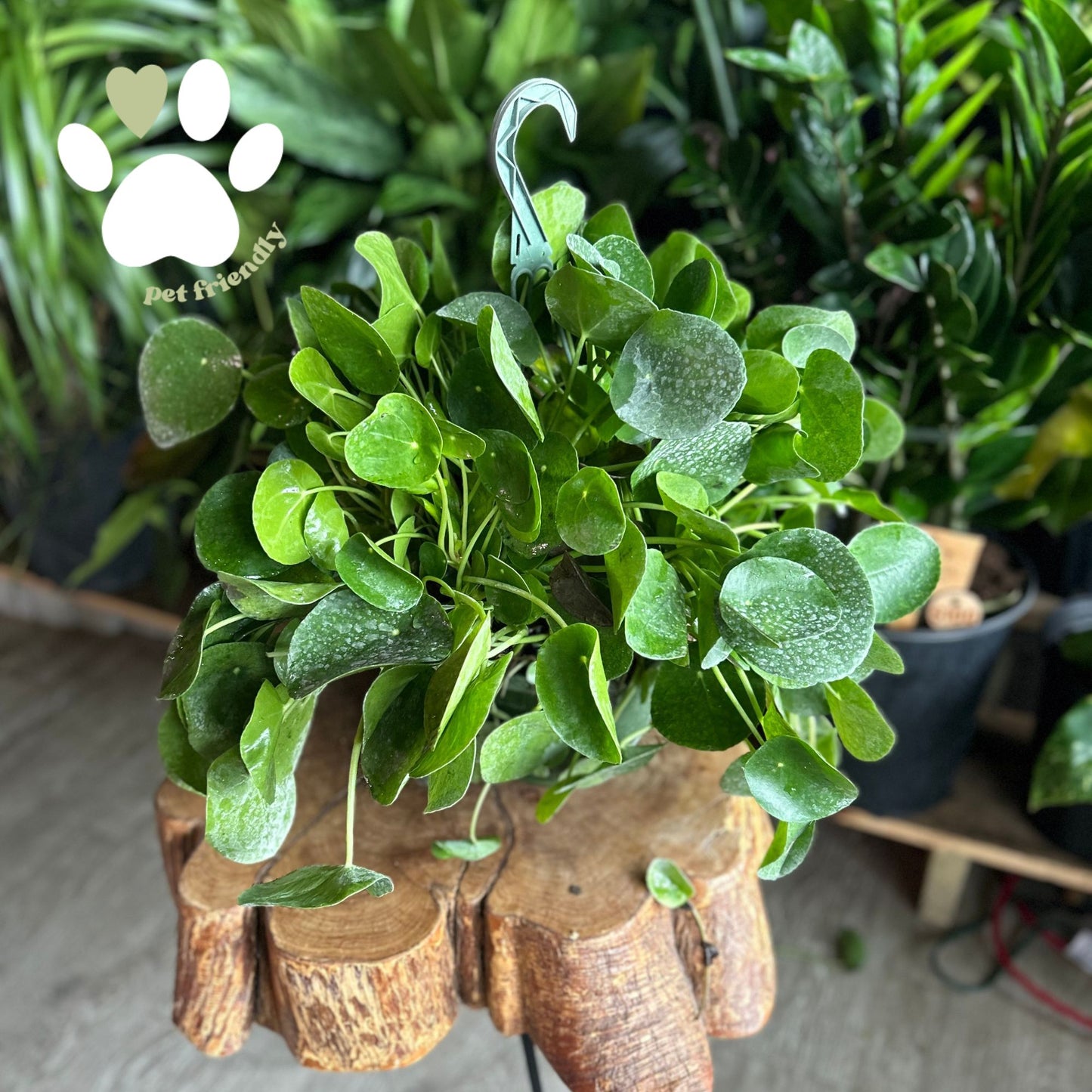 Pilea Peperomioides 8" HB