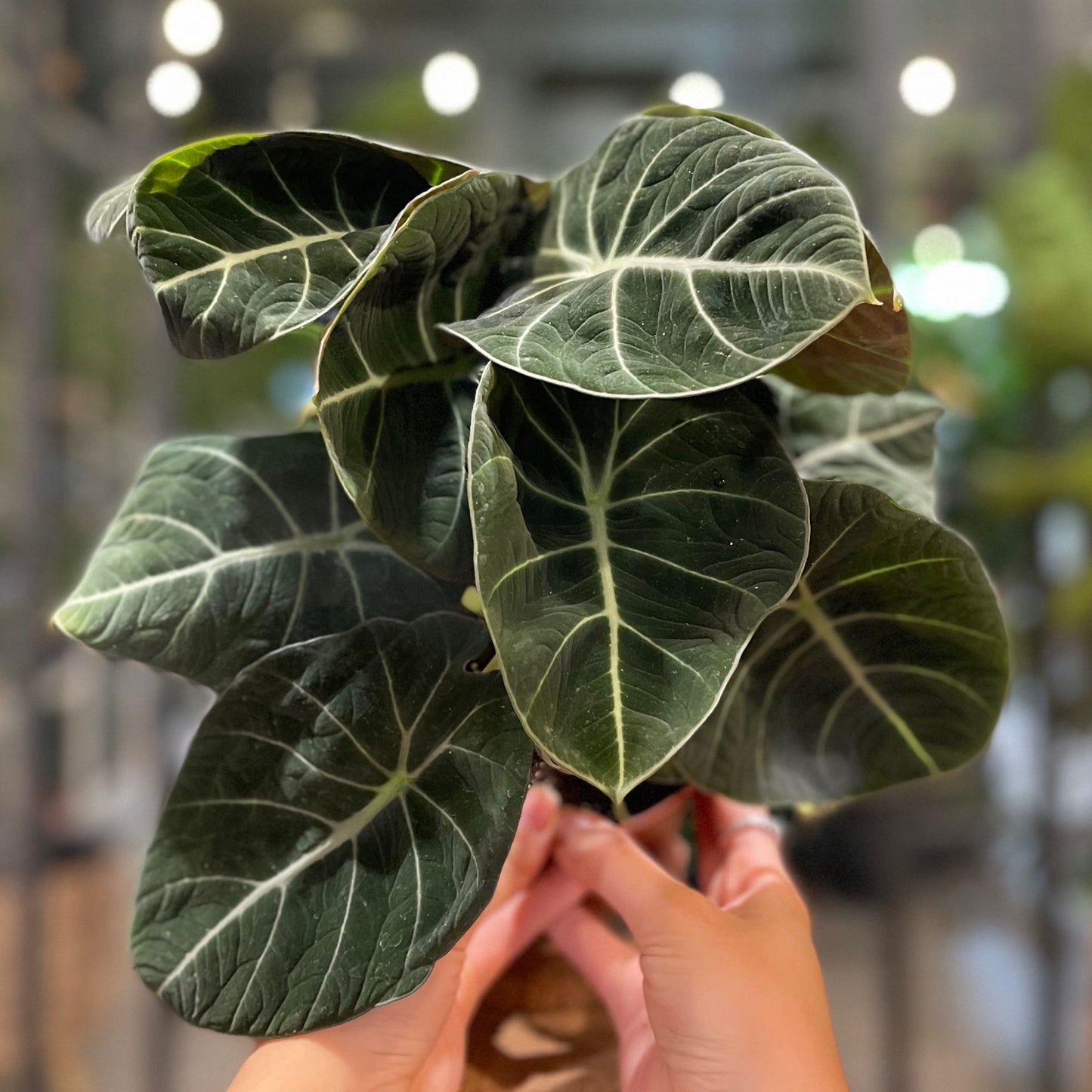 Alocasia Black Velvet 6”