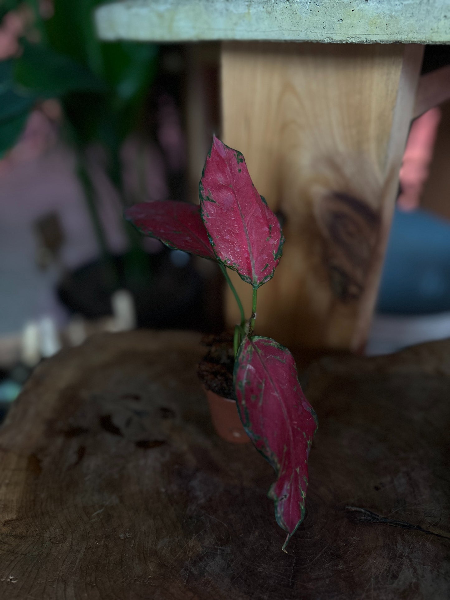 Aglaonema Ruby Garuda