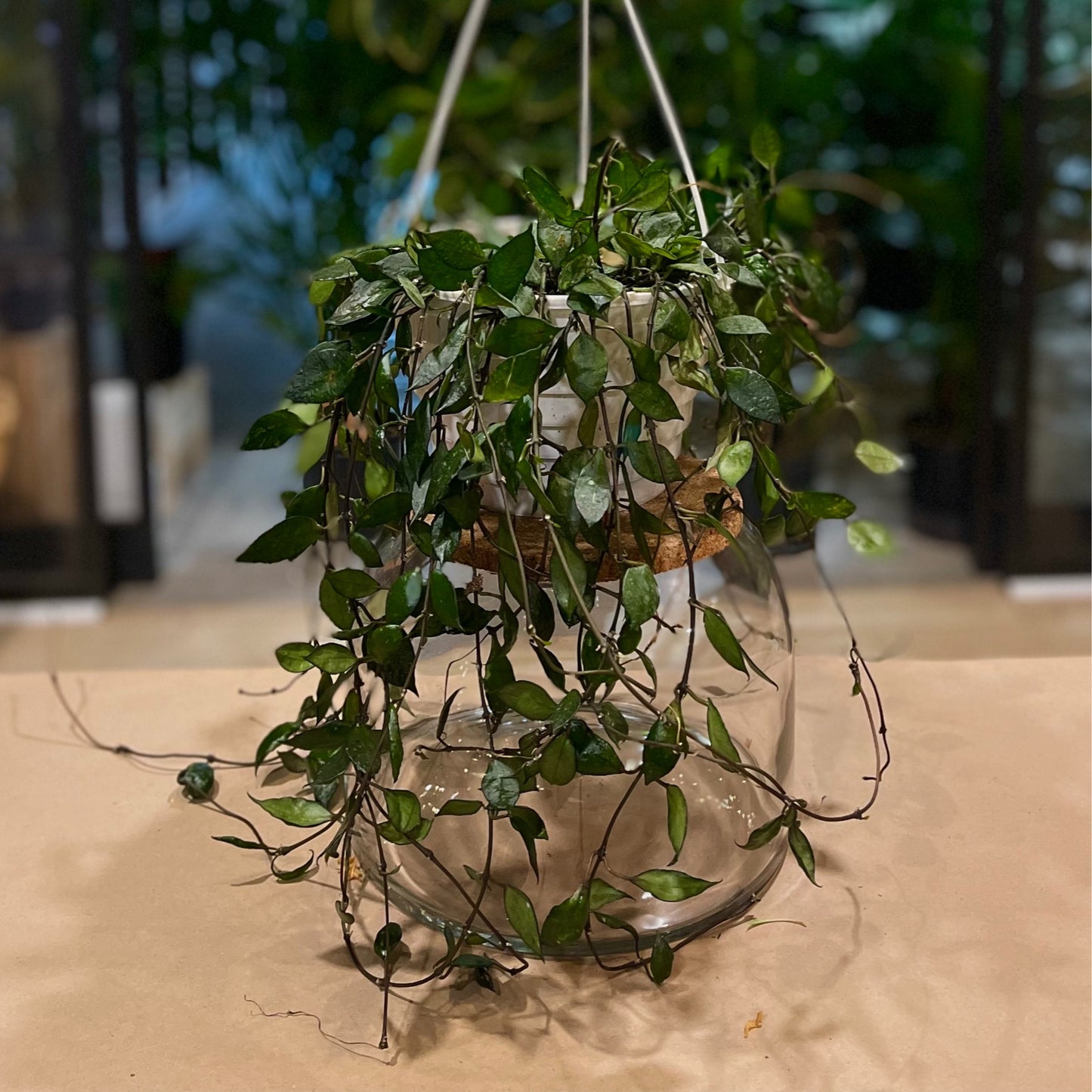 Hoya Krohniana Black 8" HB