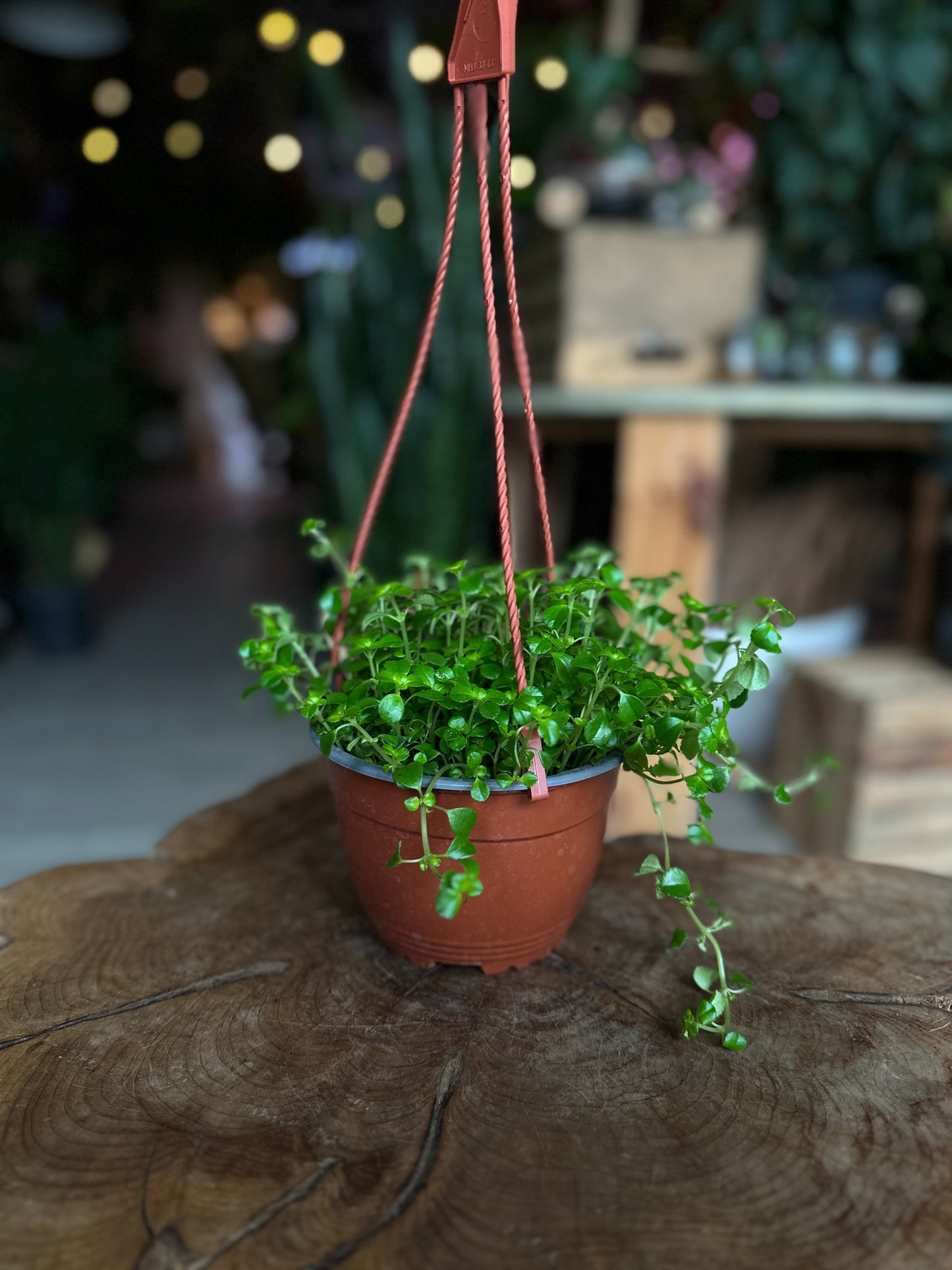 Pilea Baby Tears 6" HB