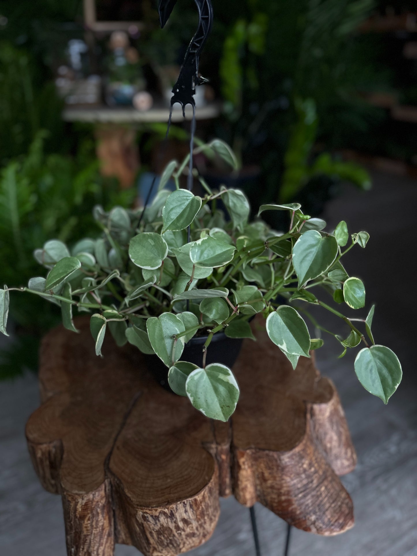 Peperomia Cupid 8" HB