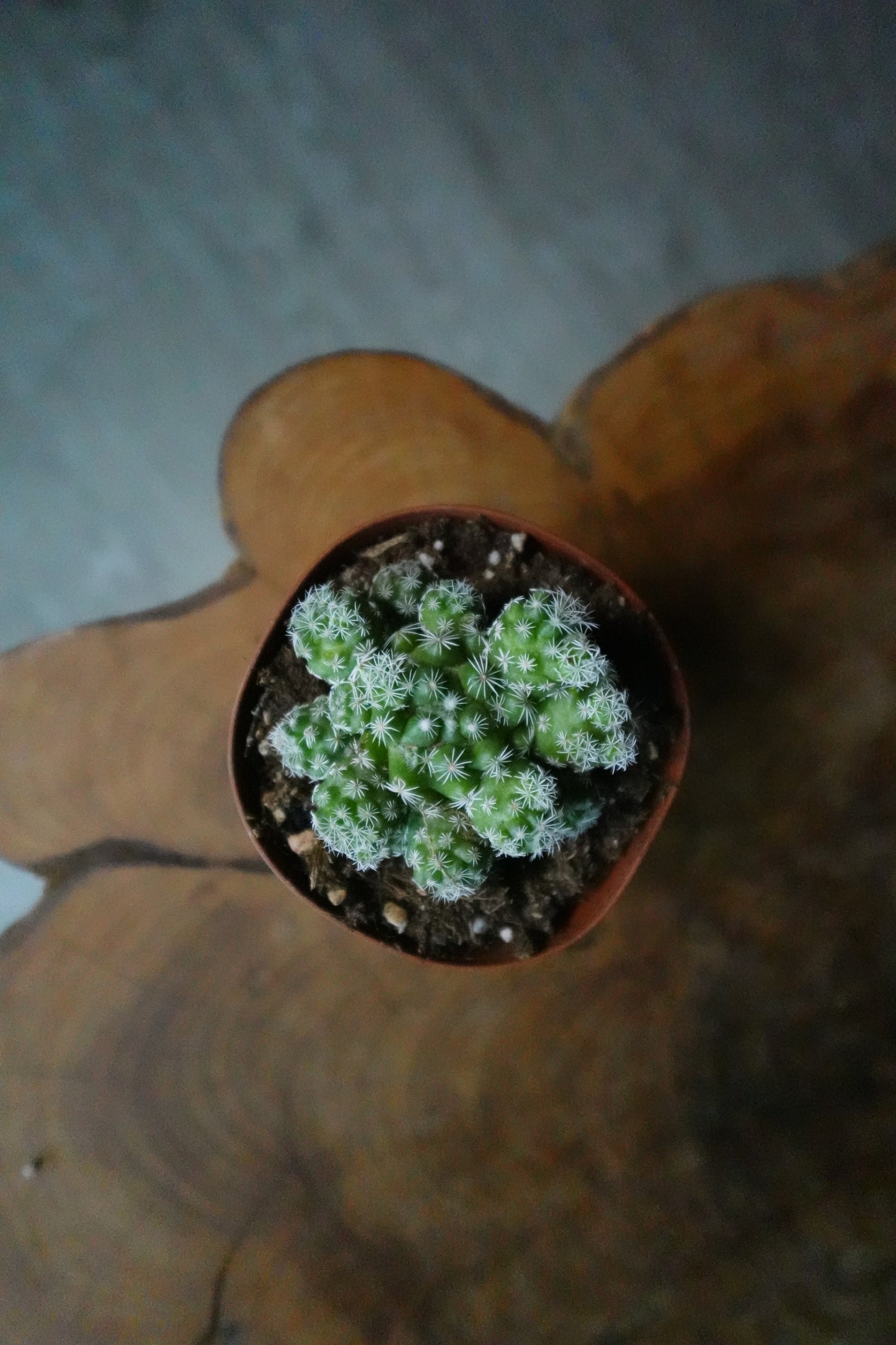 Mammillaria Herrerae 3"