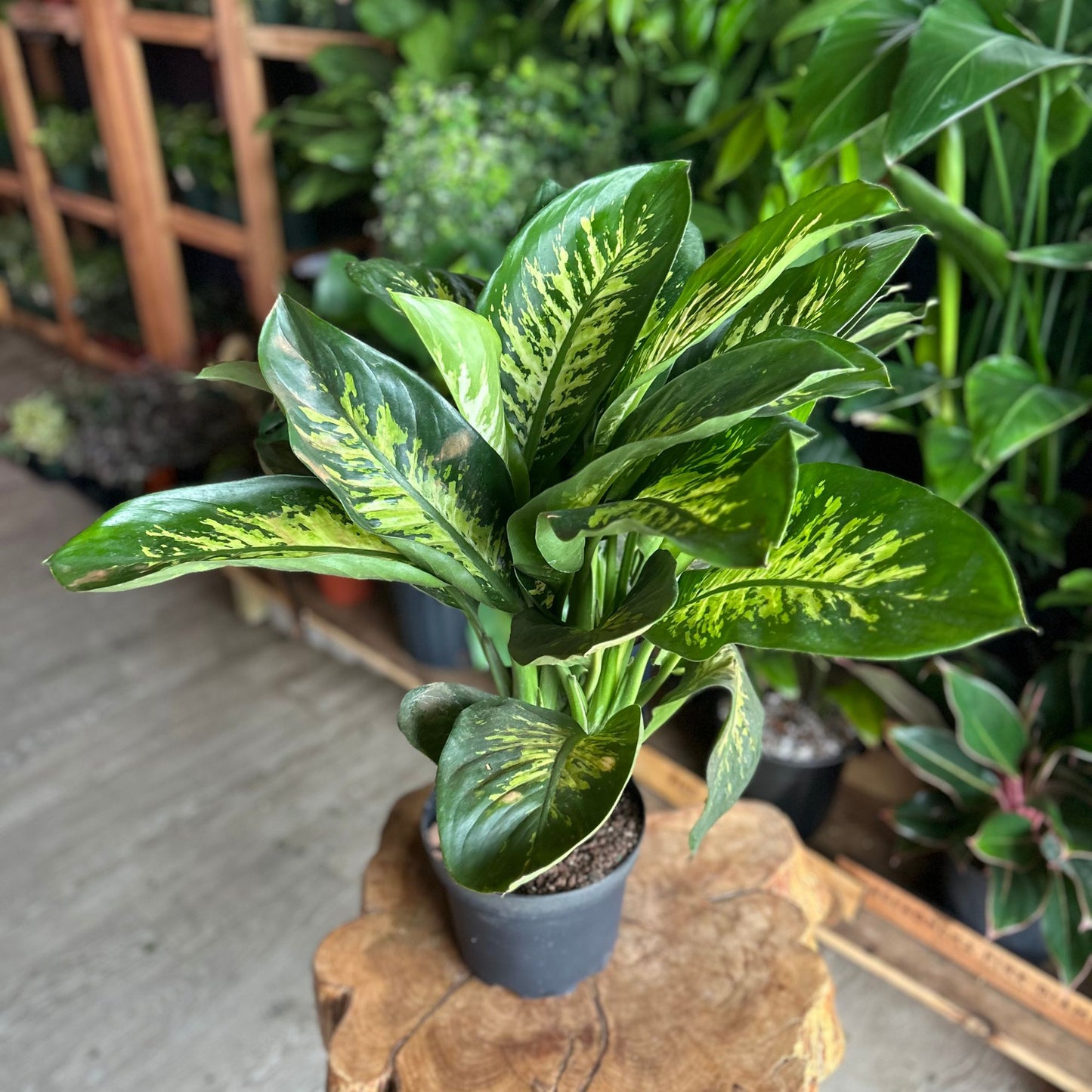 Dieffenbachia Tropic Snow 8"