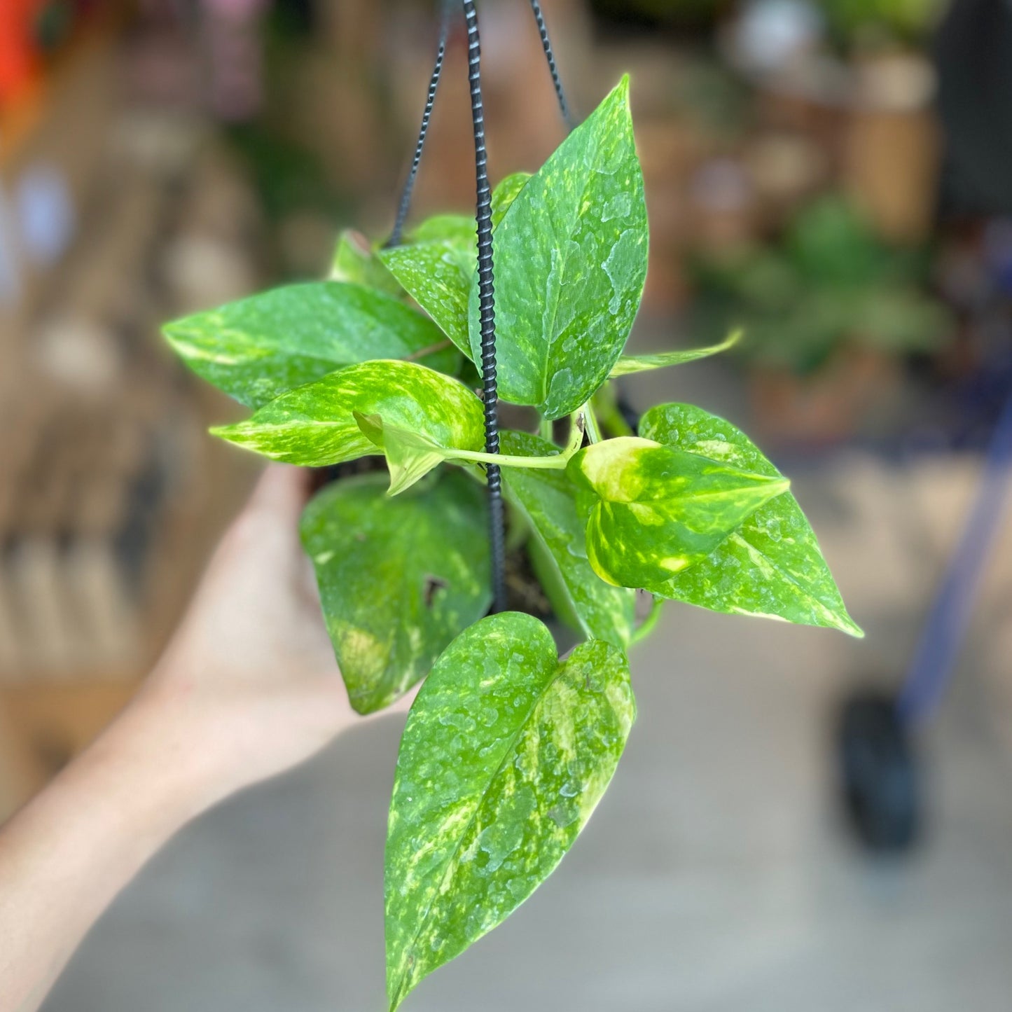 Pothos Hawaiian 4” HB