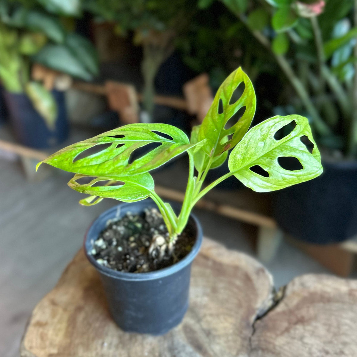 Monstera Adansonii Mint 4"