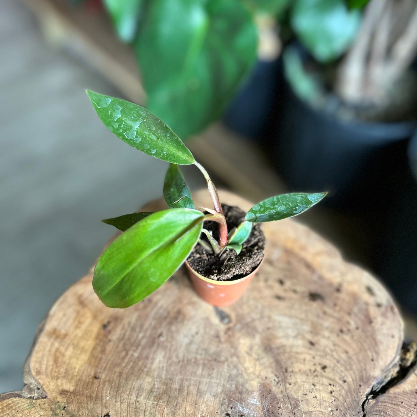 Philodendron Majesty 2"