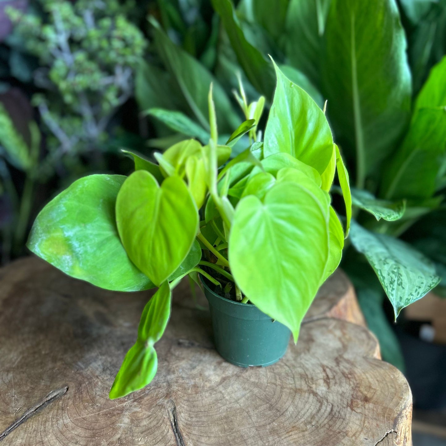 Philodendron Heartleaf Lemon 4"
