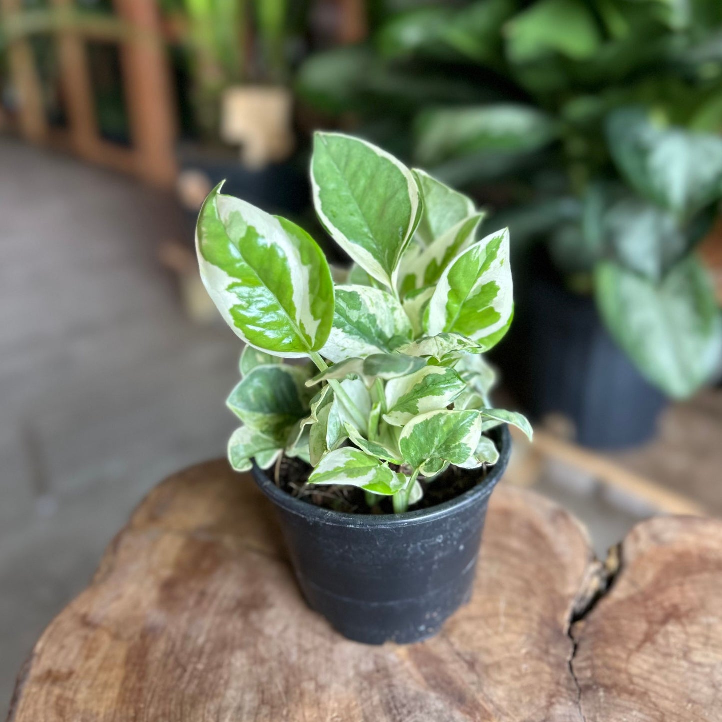 Pothos Pearls + Jade 4”