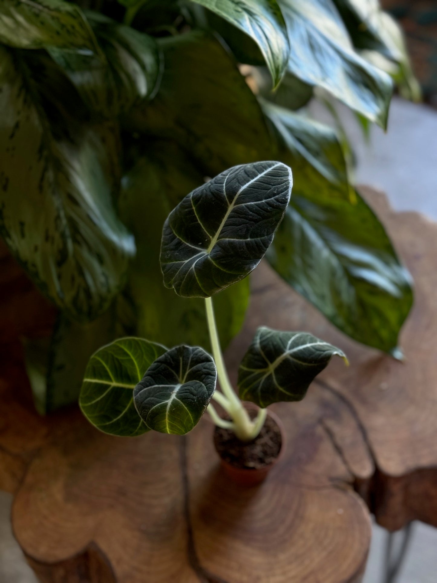 Alocasia Black Velvet 2”
