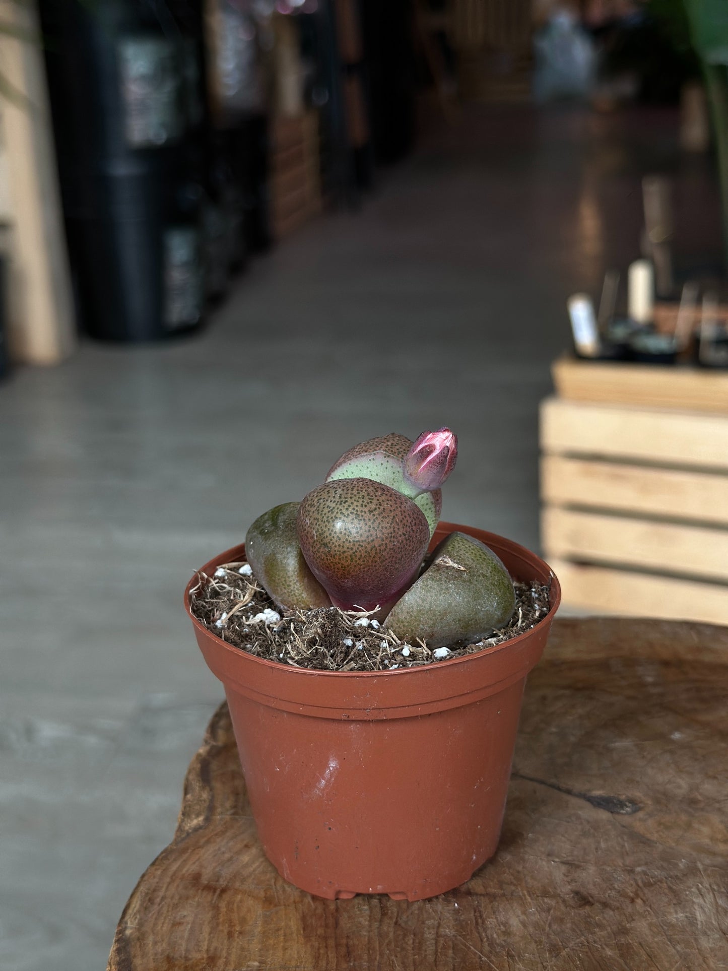 Pleiosplios 3"