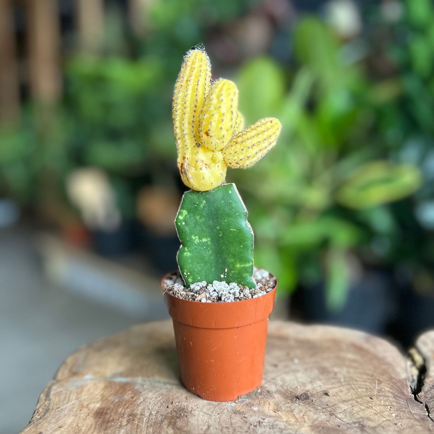Echinocactus Variegated 2"